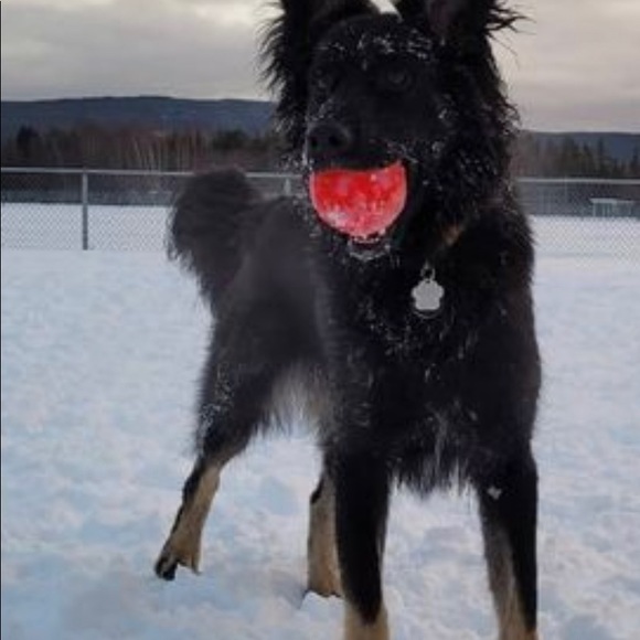 Meet your Posher, Alex - Picture 1 of 2